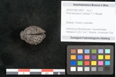 Foto (Objekt + Etikett) von Phymatocaryon mackayi F.V. Mueller (NHMW-GEO-2024-0188-10433)